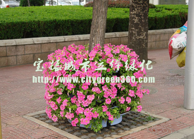 首個福州試點立體綠化 “渠畫島”靚現(xiàn)街頭 
