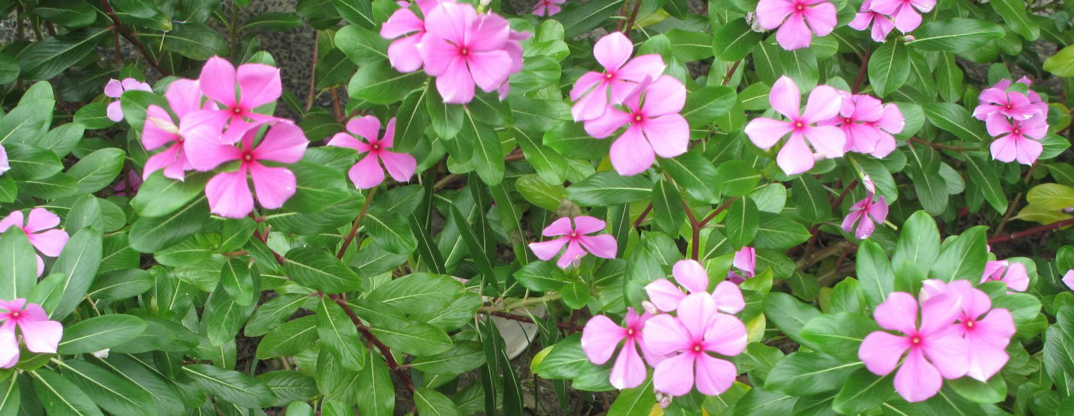 長(zhǎng)春花.jpg